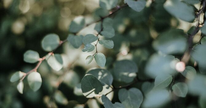 Hormone Optimization